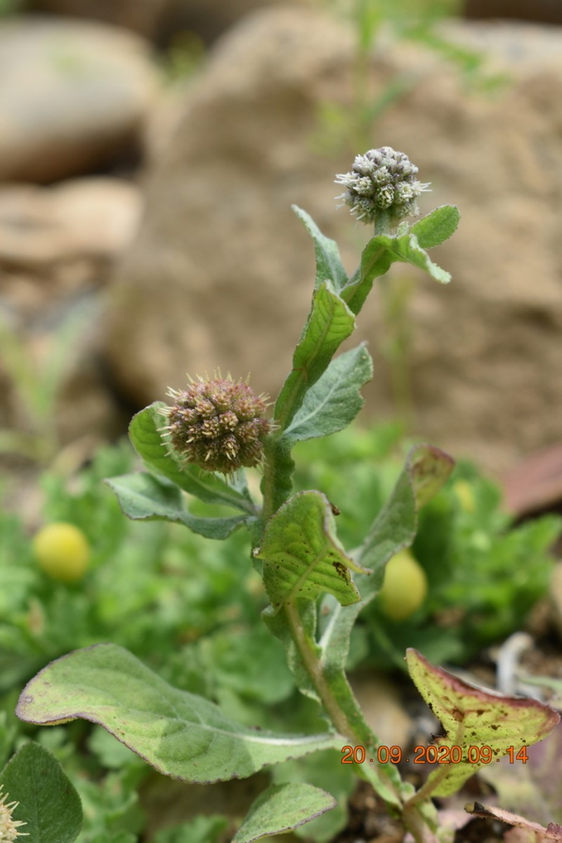 Sphaeranthus africanus photo 5