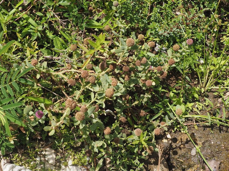 Sphaeranthus africanus photo 6