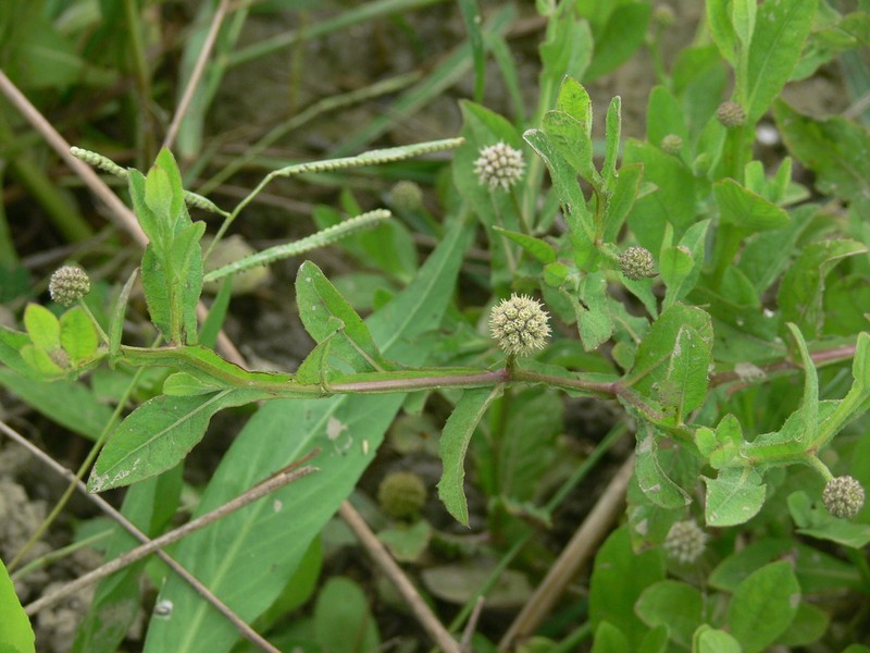 Sphaeranthus africanus photo 7