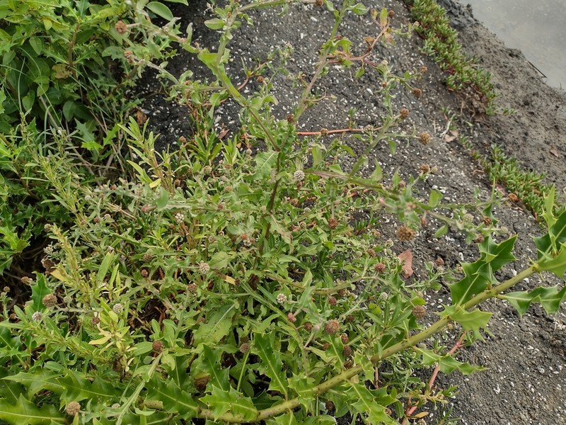 Sphaeranthus africanus photo 8