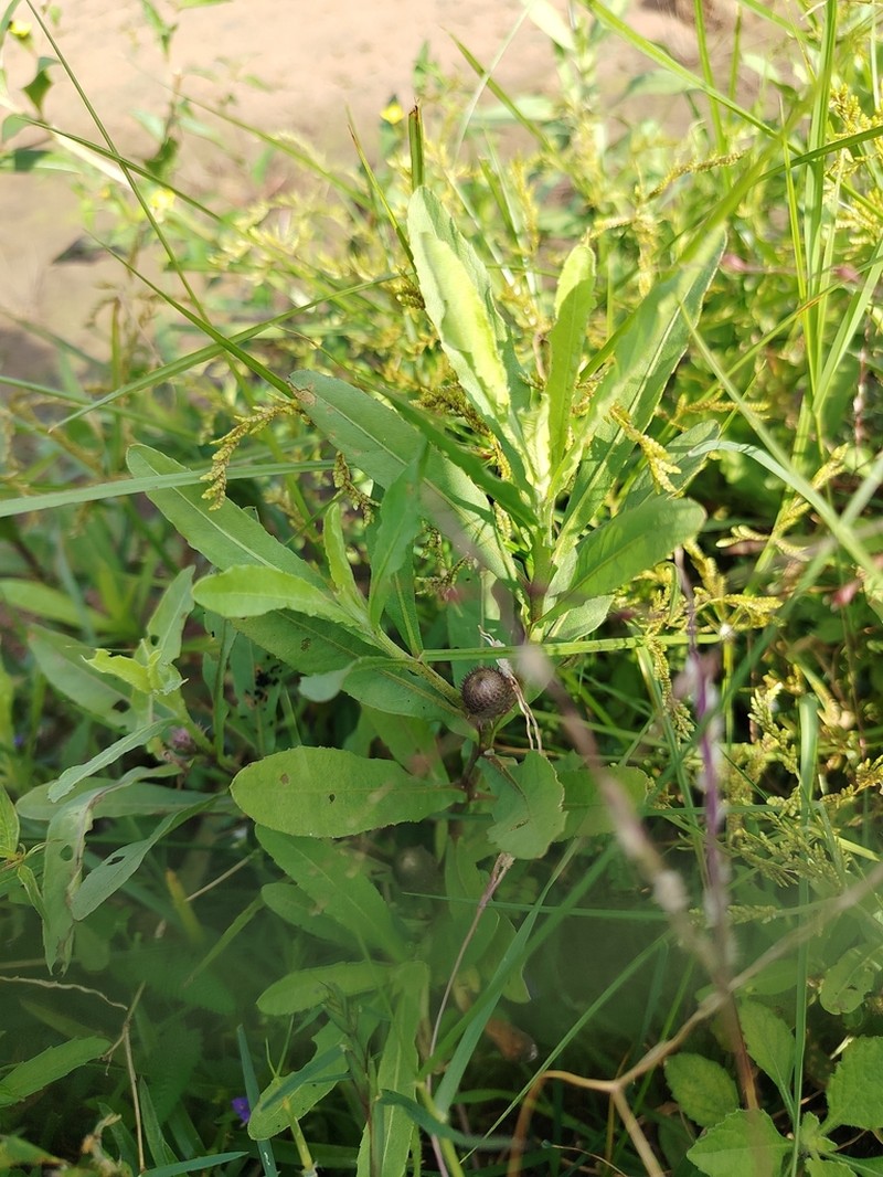 Sphaeranthus amaranthoides