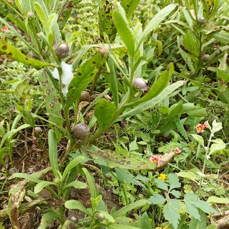 Sphaeranthus amaranthoides photo 2