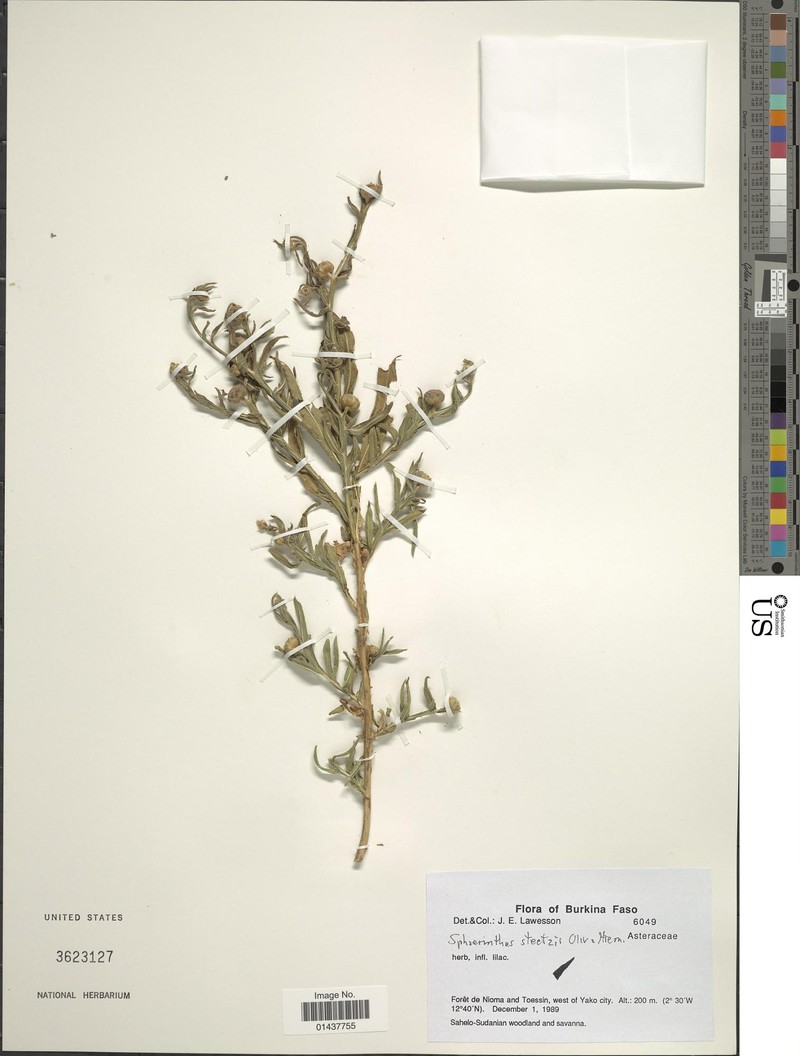 Sphaeranthus amaranthoides photo 3