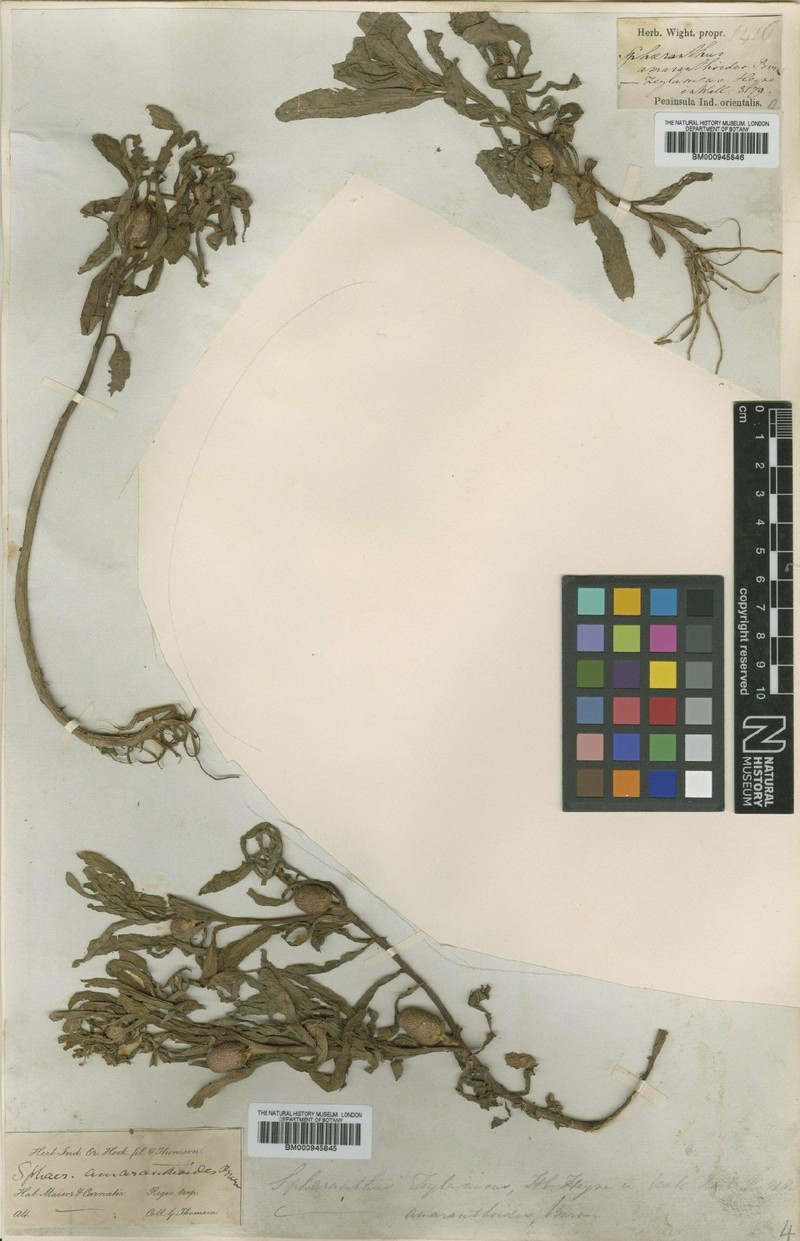 Sphaeranthus amaranthoides photo 4