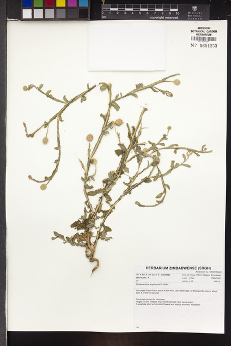 Sphaeranthus angolensis photo 3