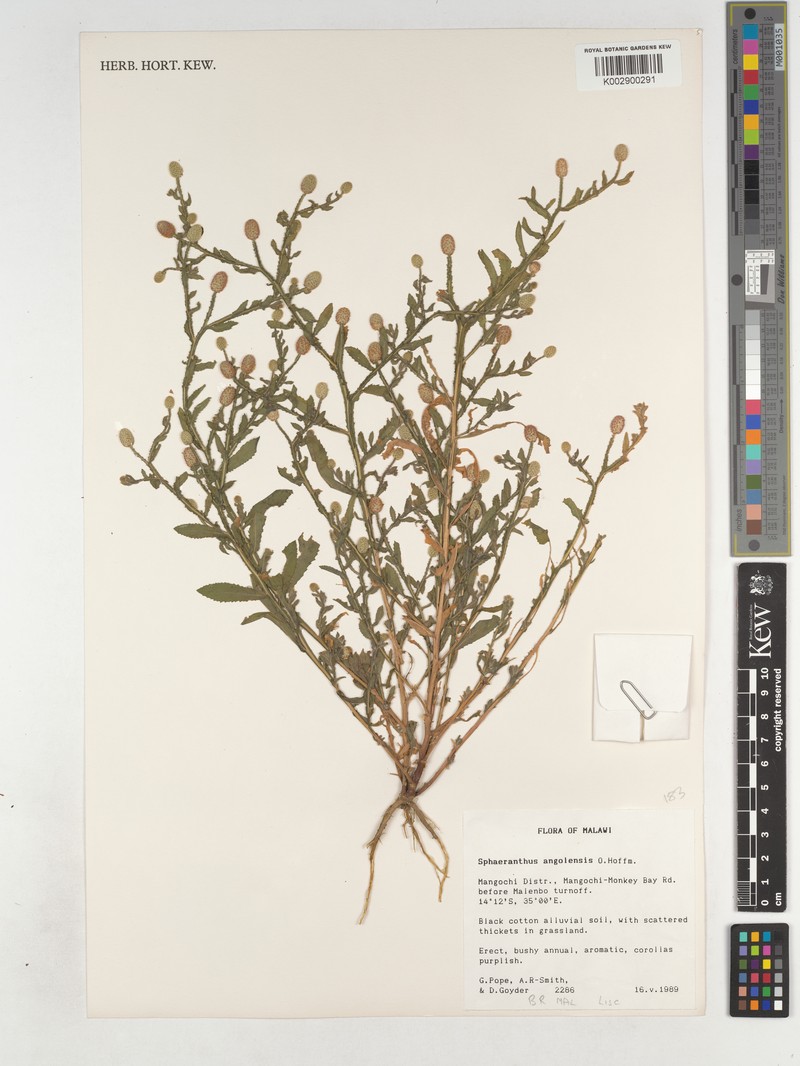 Sphaeranthus angolensis photo 4