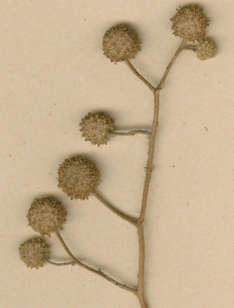 Sphaeranthus angolensis
