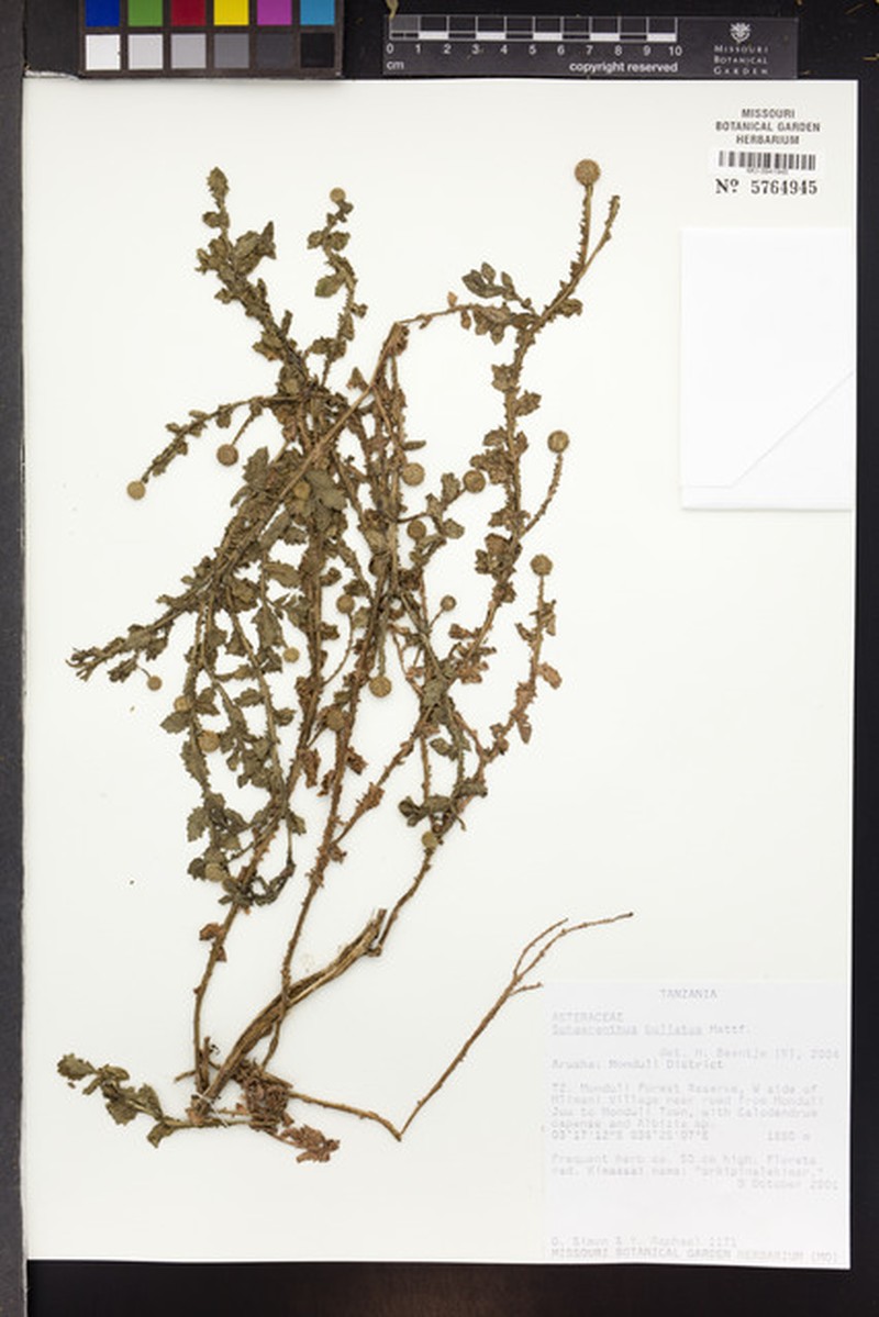 Sphaeranthus bullatus