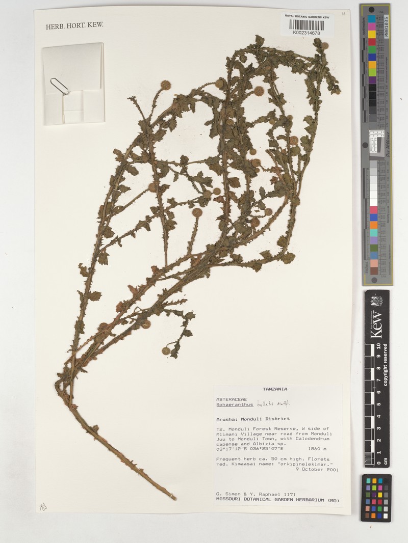 Sphaeranthus bullatus photo 2