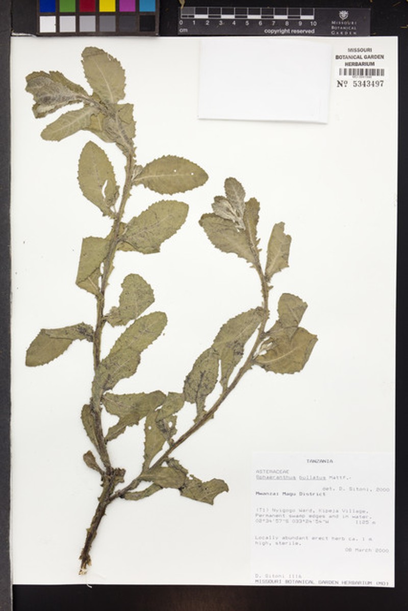 Sphaeranthus bullatus photo 3