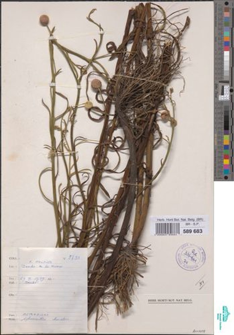 Sphaeranthus chandleri
