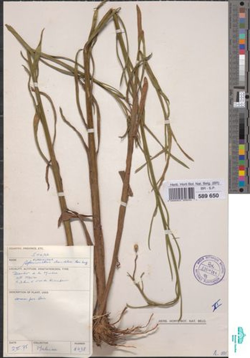 Sphaeranthus chandleri photo 2
