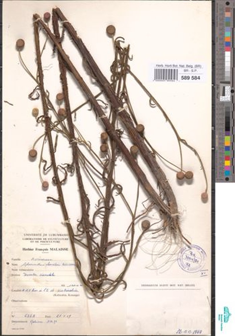 Sphaeranthus chandleri photo 3
