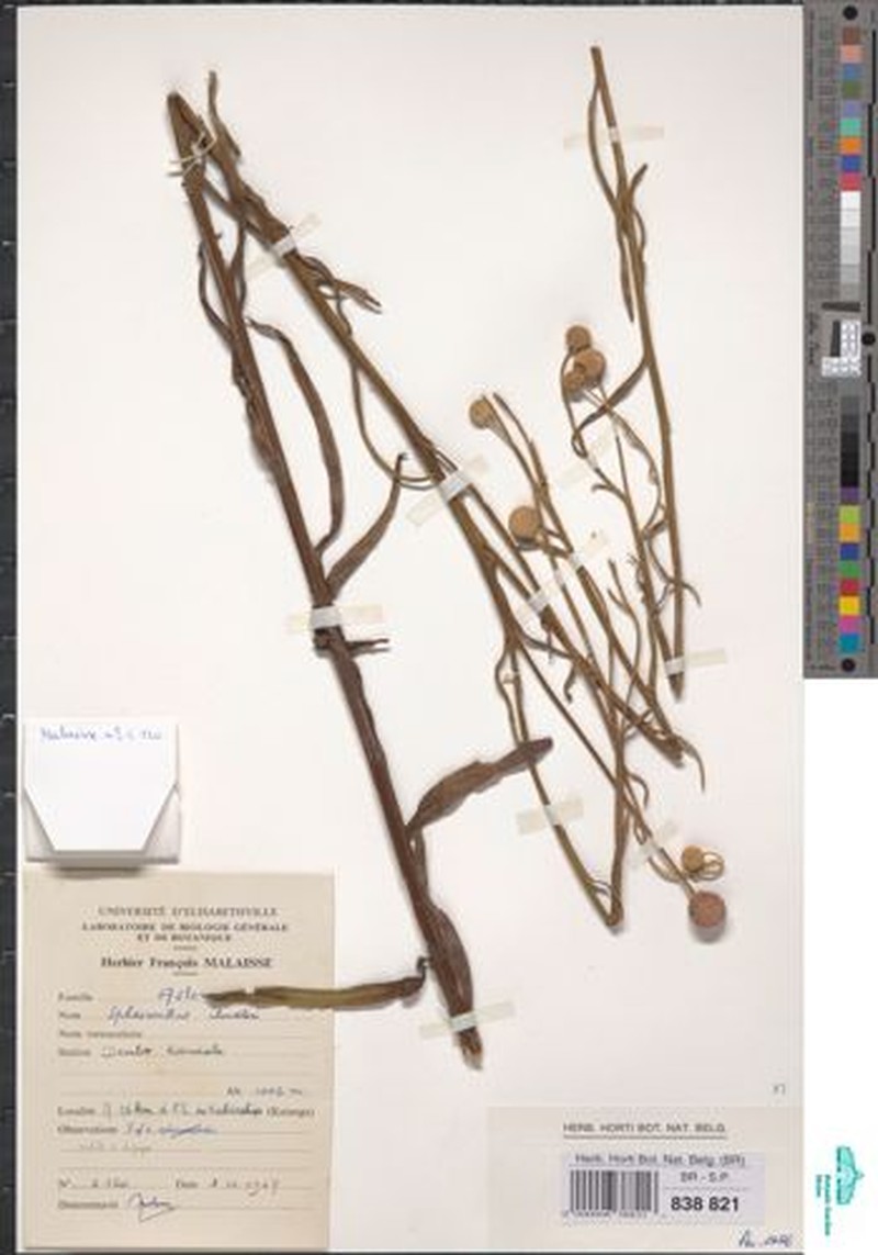 Sphaeranthus chandleri photo 4