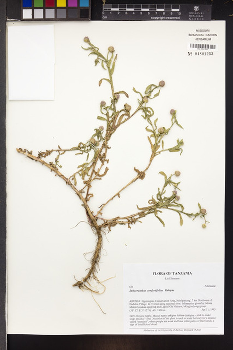Sphaeranthus confertifolius