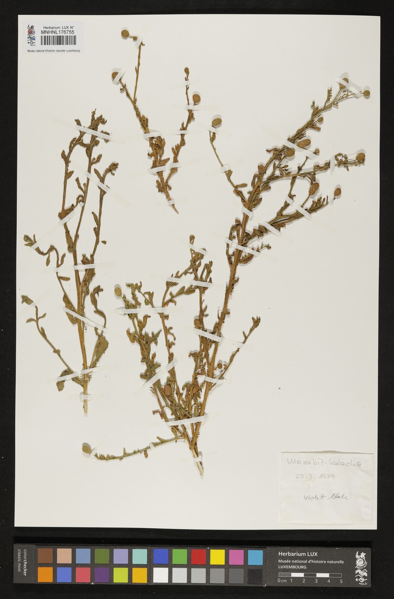 Sphaeranthus confertifolius photo 2