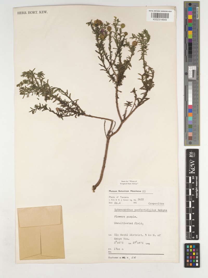 Sphaeranthus confertifolius photo 3