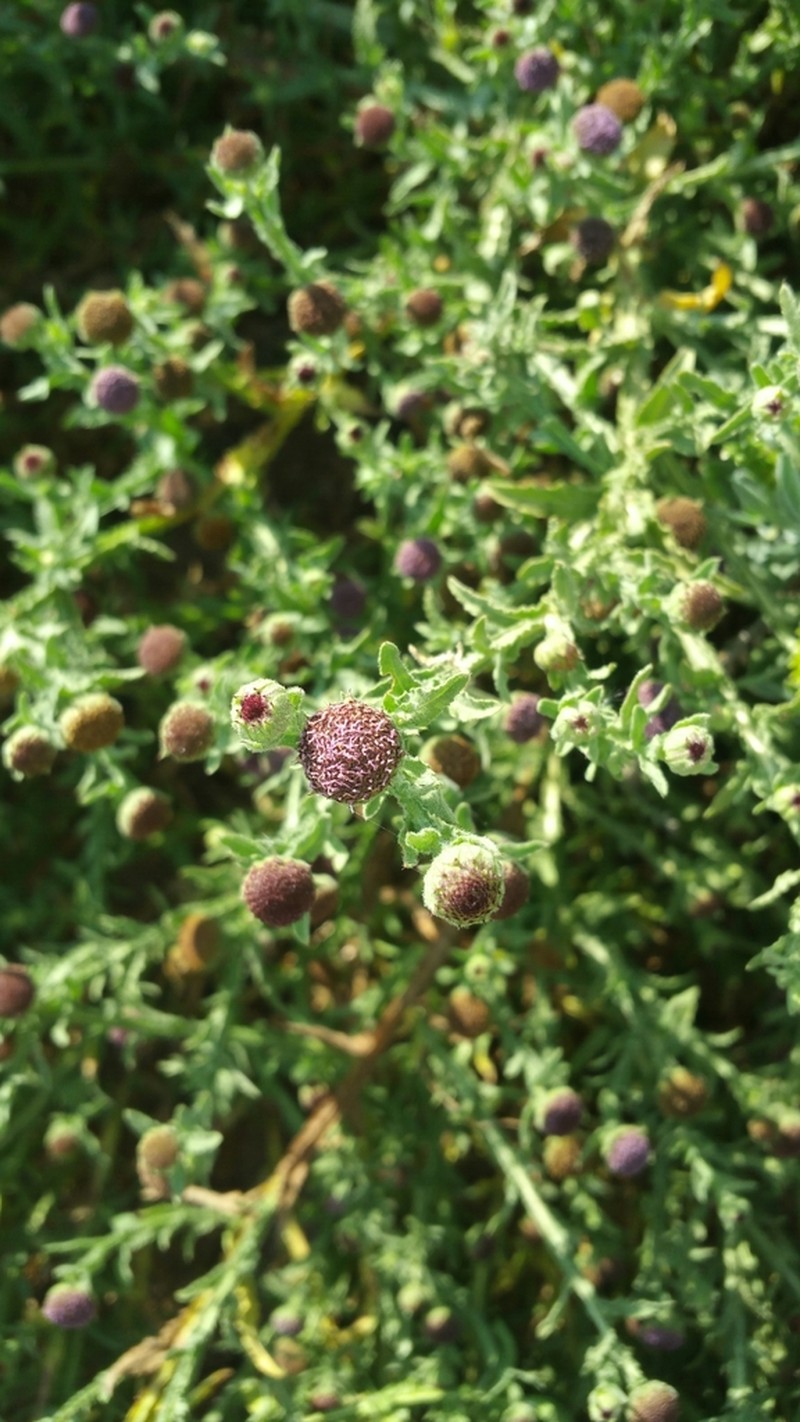 Sphaeranthus cotuloides