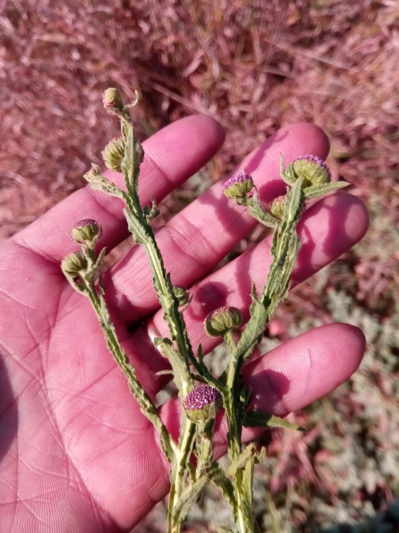 Sphaeranthus cotuloides photo 2