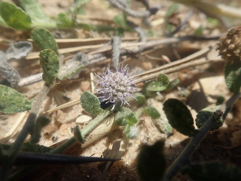 Sphaeranthus cotuloides photo 4