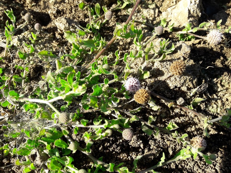 Sphaeranthus cotuloides photo 7