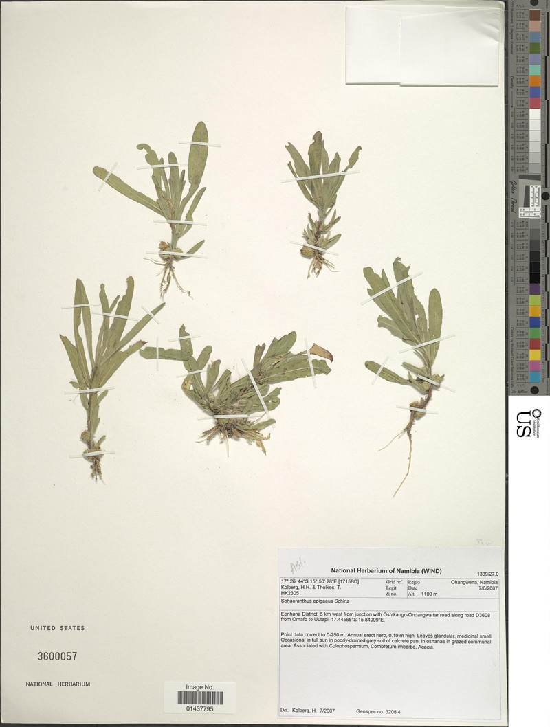 Sphaeranthus epigaeus