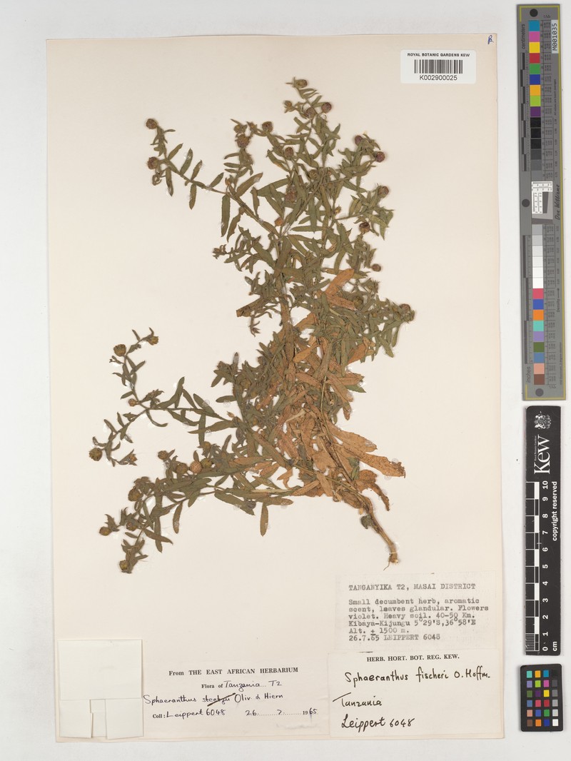 Sphaeranthus fischeri