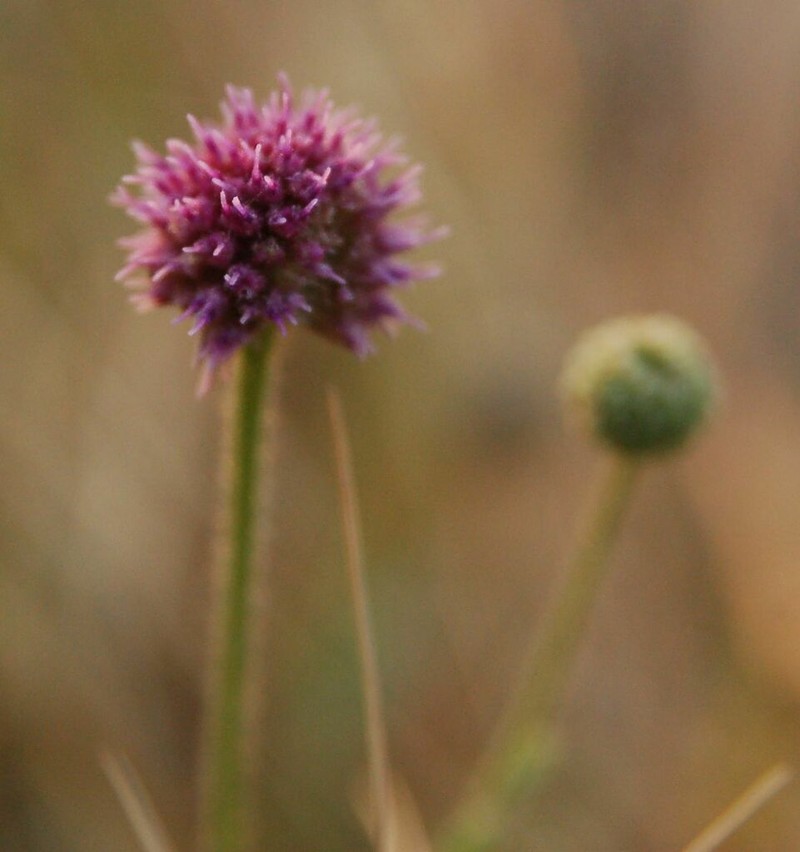 Sphaeranthus flexuosus