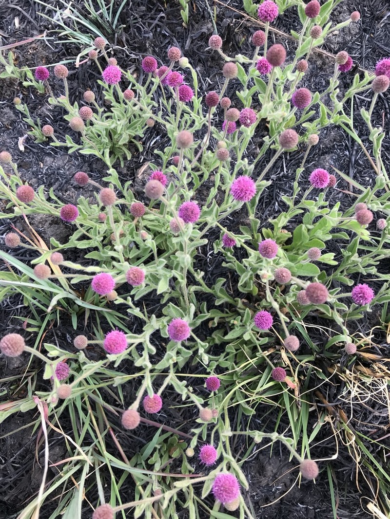 Sphaeranthus flexuosus photo 2