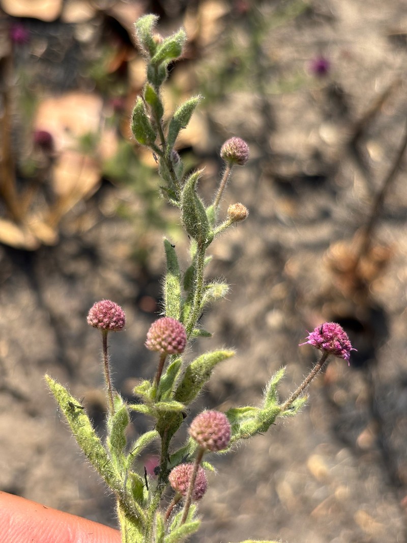 Sphaeranthus flexuosus photo 4