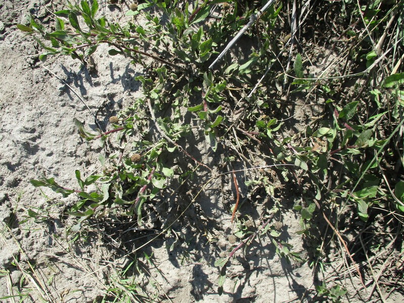 Sphaeranthus flexuosus photo 5