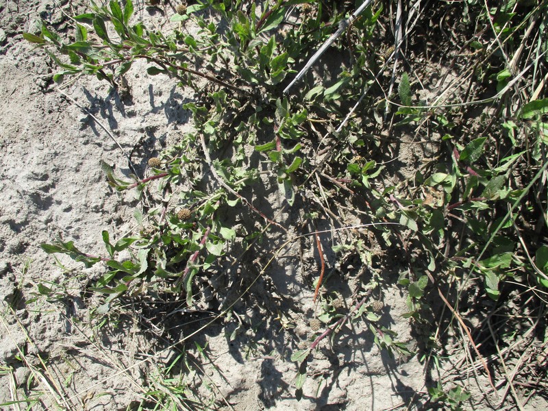 Sphaeranthus flexuosus photo 6