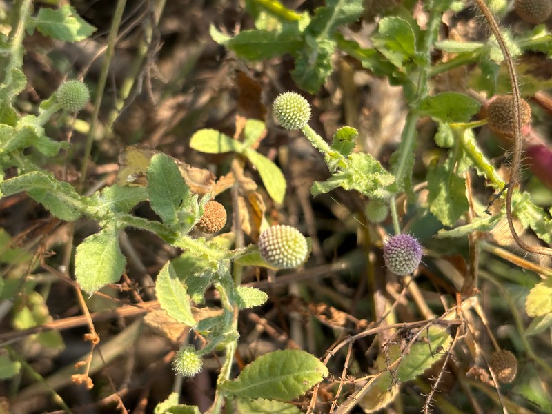 Sphaeranthus gazaensis