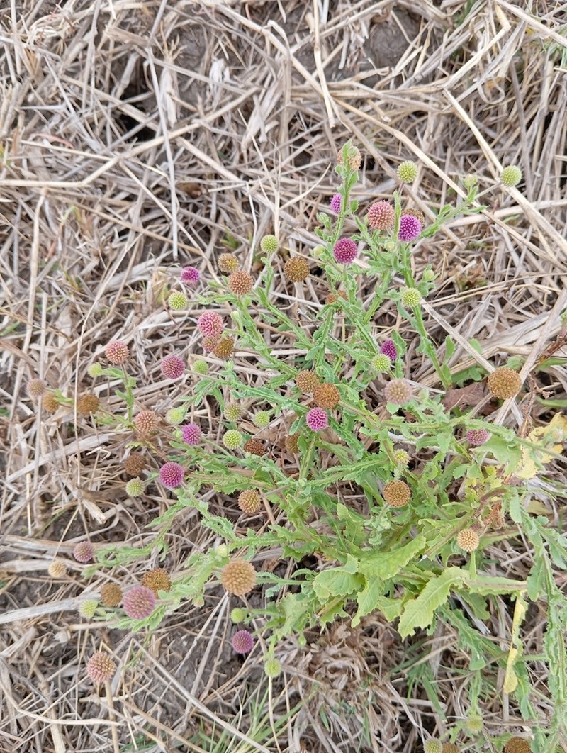Sphaeranthus gazaensis photo 2
