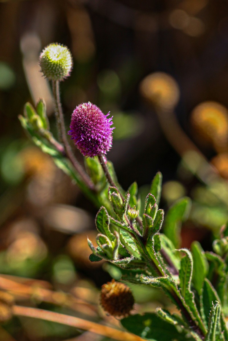 Sphaeranthus gazaensis photo 3