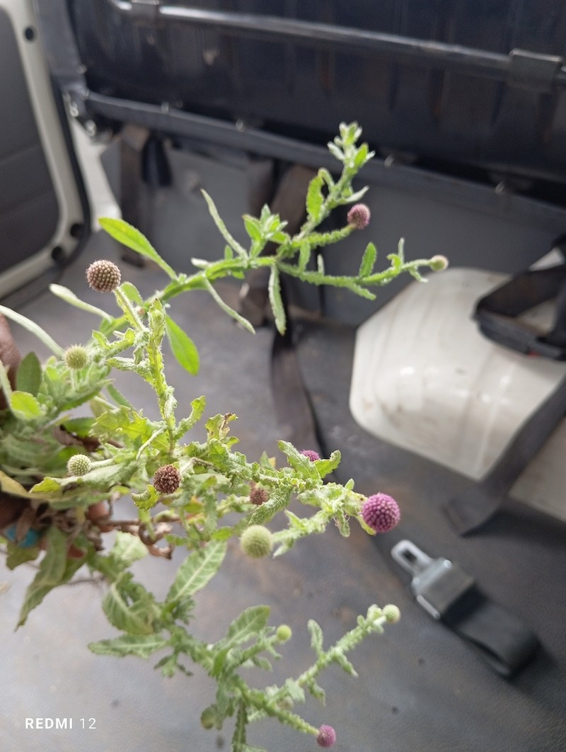 Sphaeranthus gazaensis photo 4