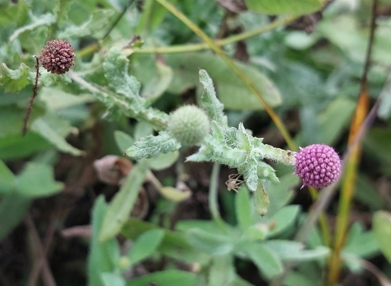 Sphaeranthus gazaensis photo 5