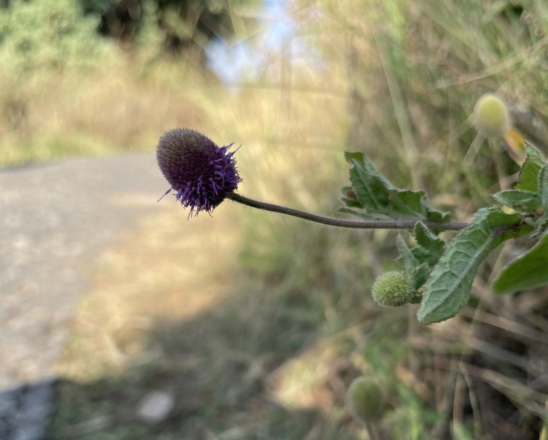 Sphaeranthus gazaensis photo 6