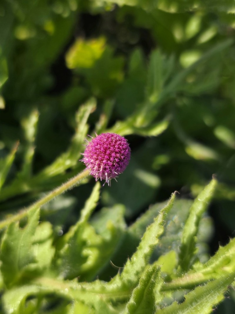 Sphaeranthus gazaensis photo 7