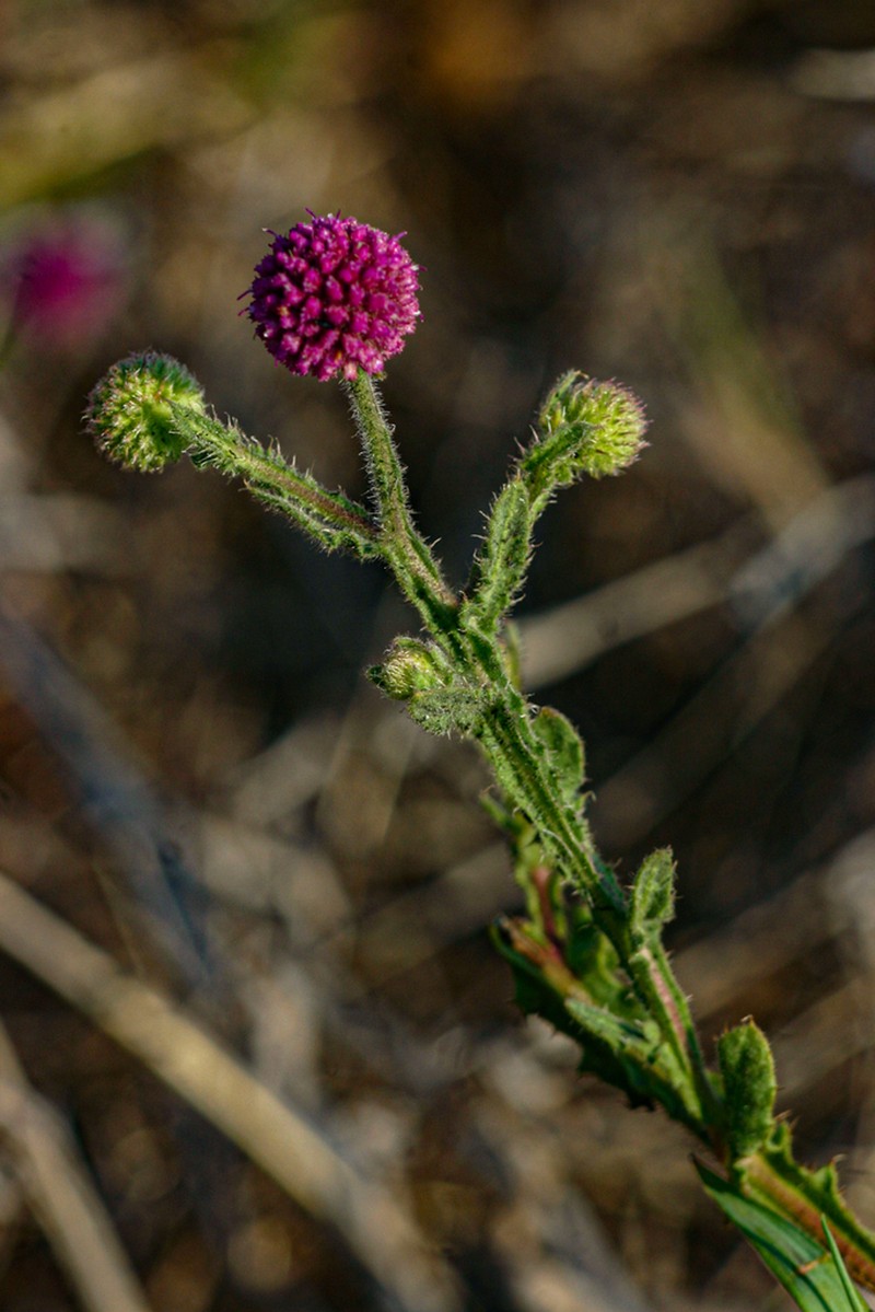 Sphaeranthus gazaensis photo 8