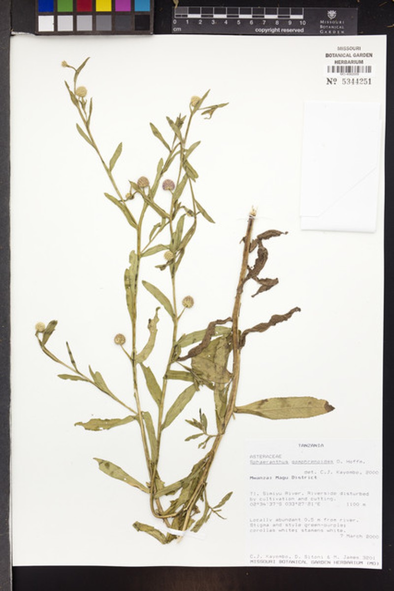 Sphaeranthus gomphrenoides