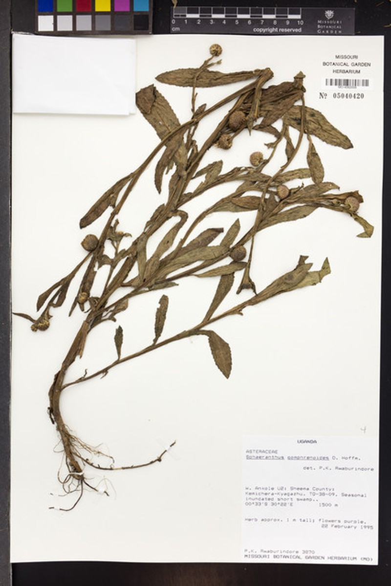 Sphaeranthus gomphrenoides photo 2