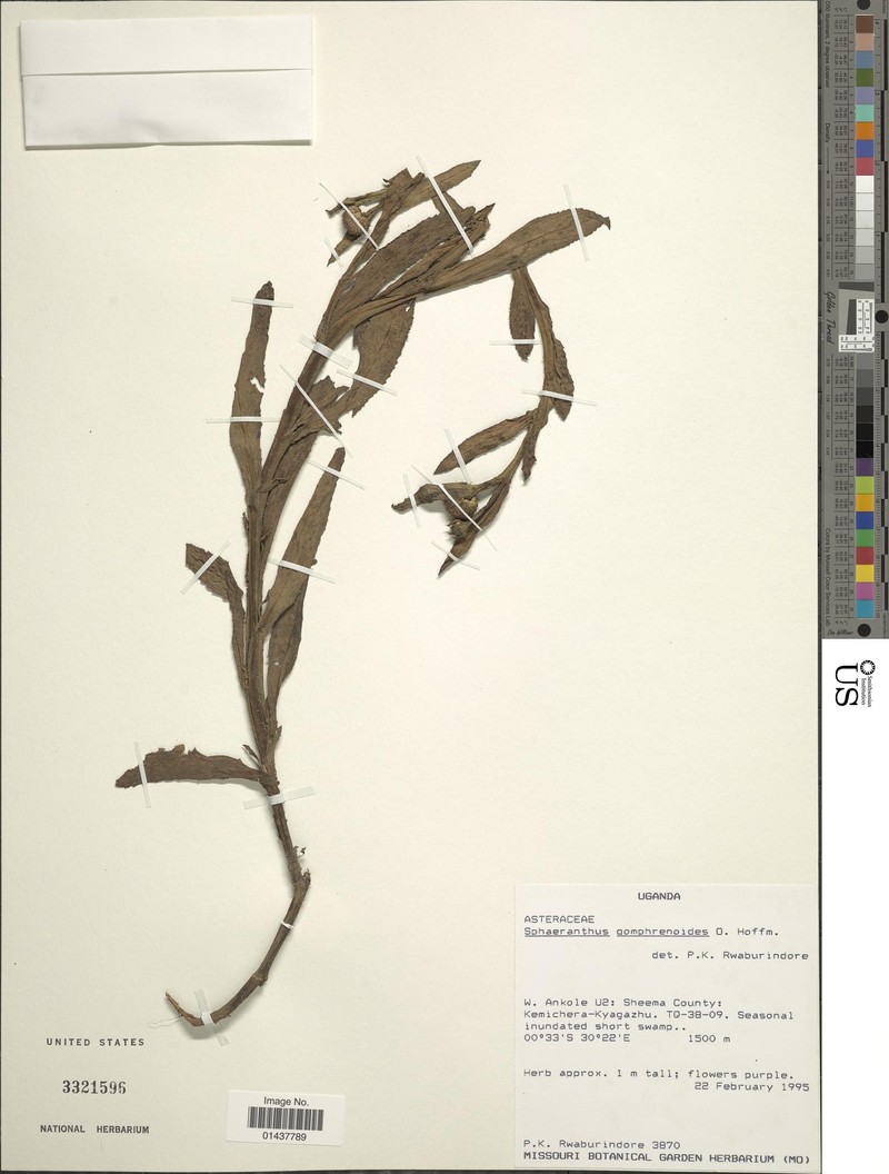 Sphaeranthus gomphrenoides photo 3