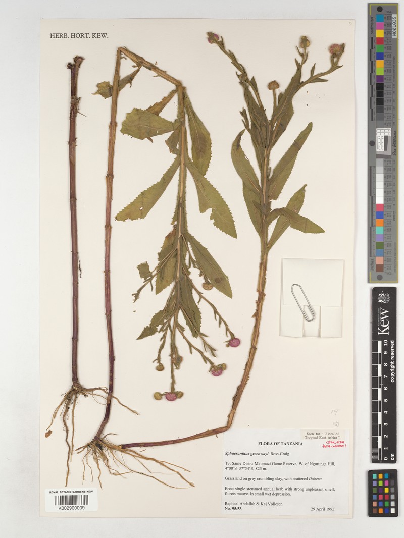 Sphaeranthus greenwayi