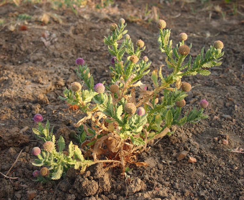 Sphaeranthus indicus