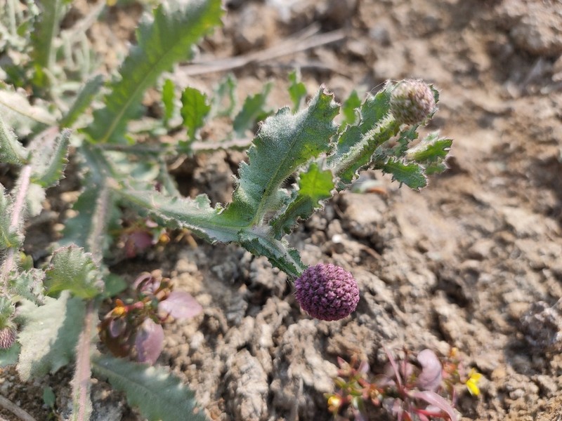 Sphaeranthus indicus photo 2