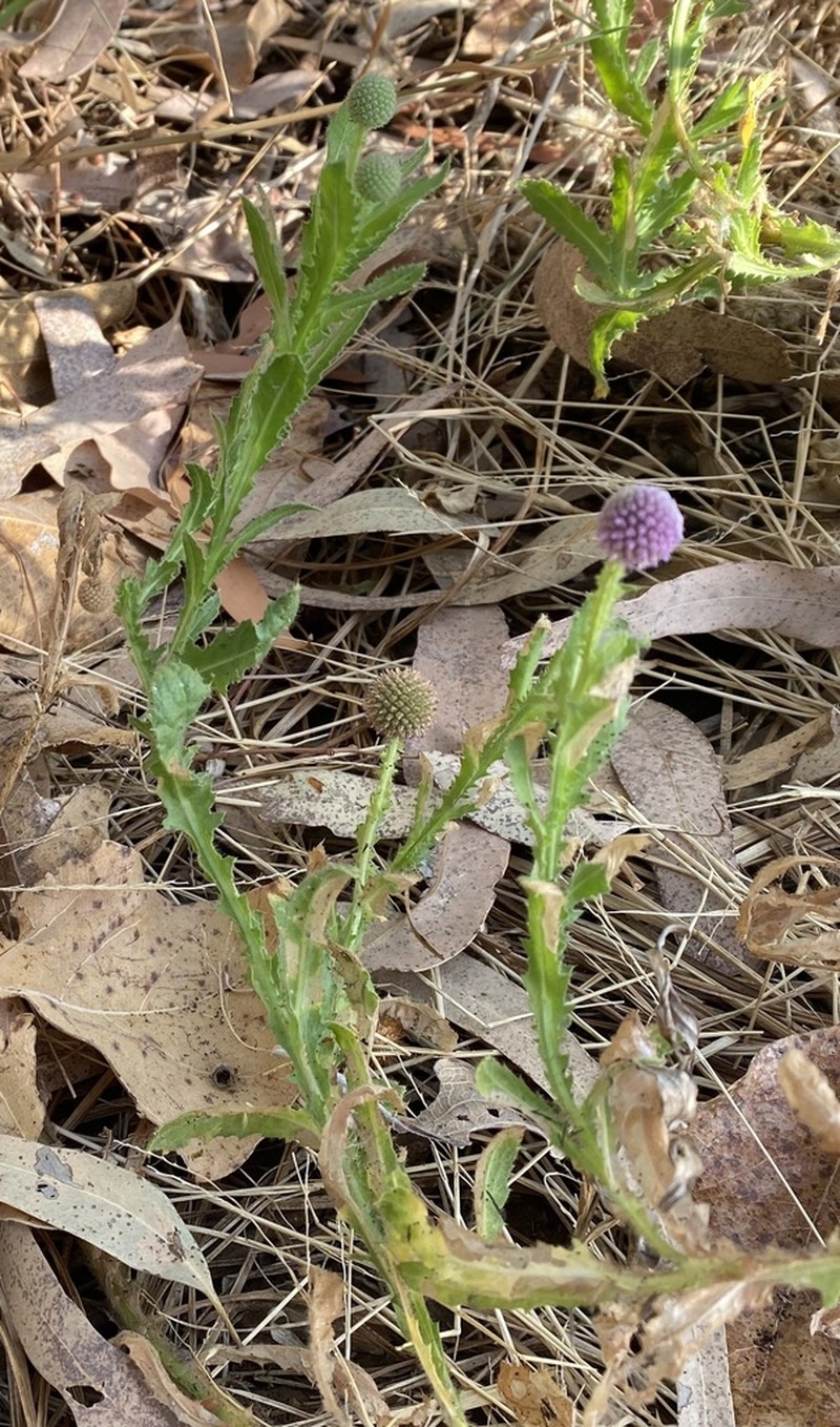 Sphaeranthus indicus photo 3