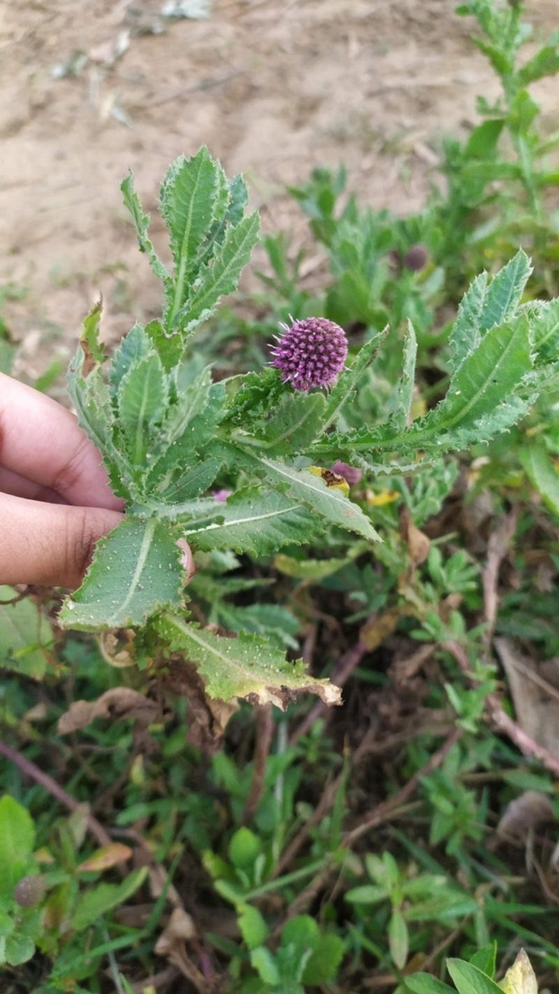Sphaeranthus indicus photo 4