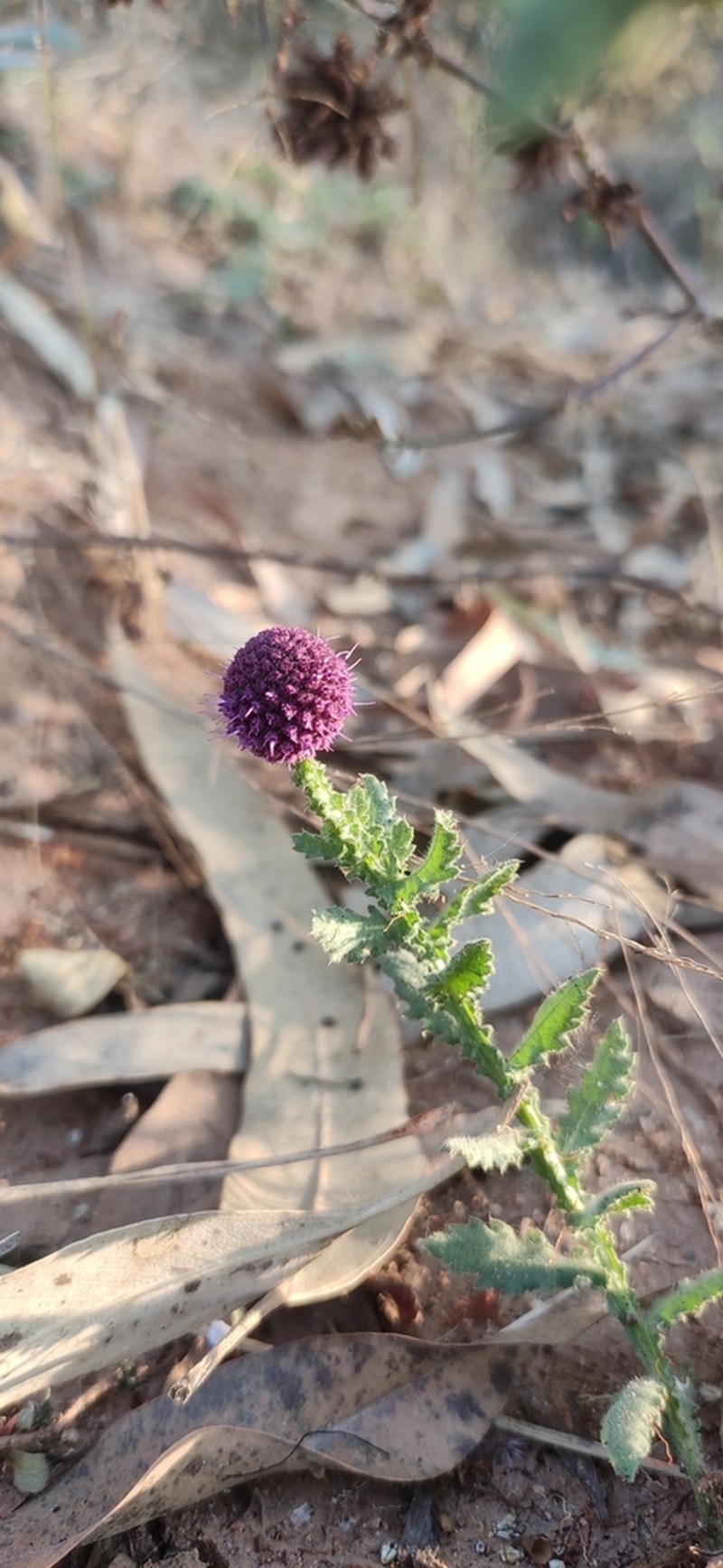 Sphaeranthus indicus photo 5