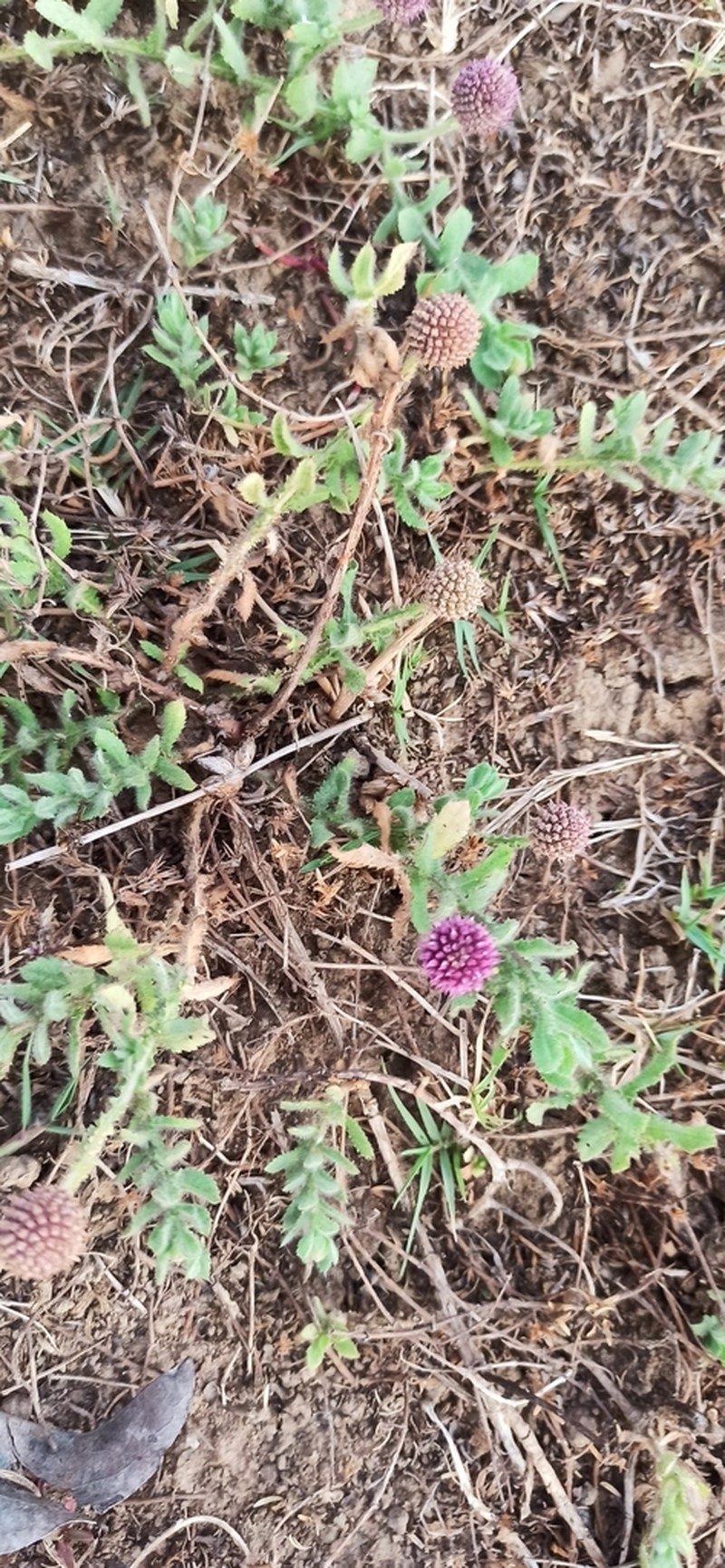 Sphaeranthus indicus photo 6